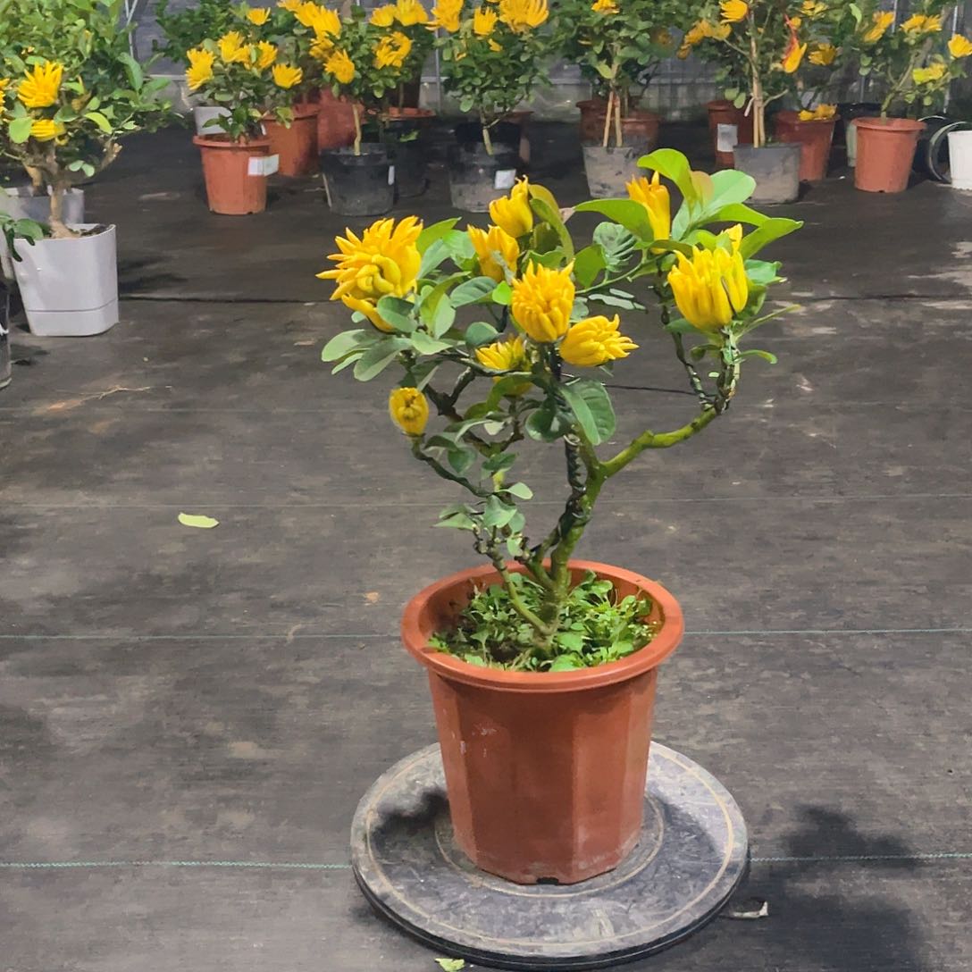 无花朵红花佛手一颗