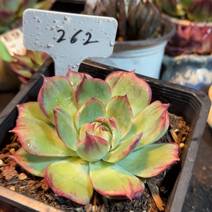 惊鸿一物一拍包装收缩花旱262