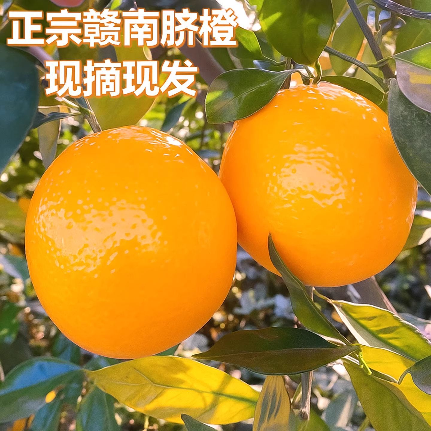 正宗江西赣南脐橙现摘新鲜水果肉厚多汁产地直发