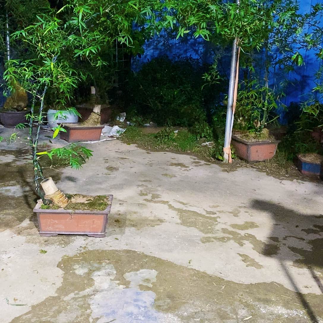 无花朵小叶簕竹一物一拍