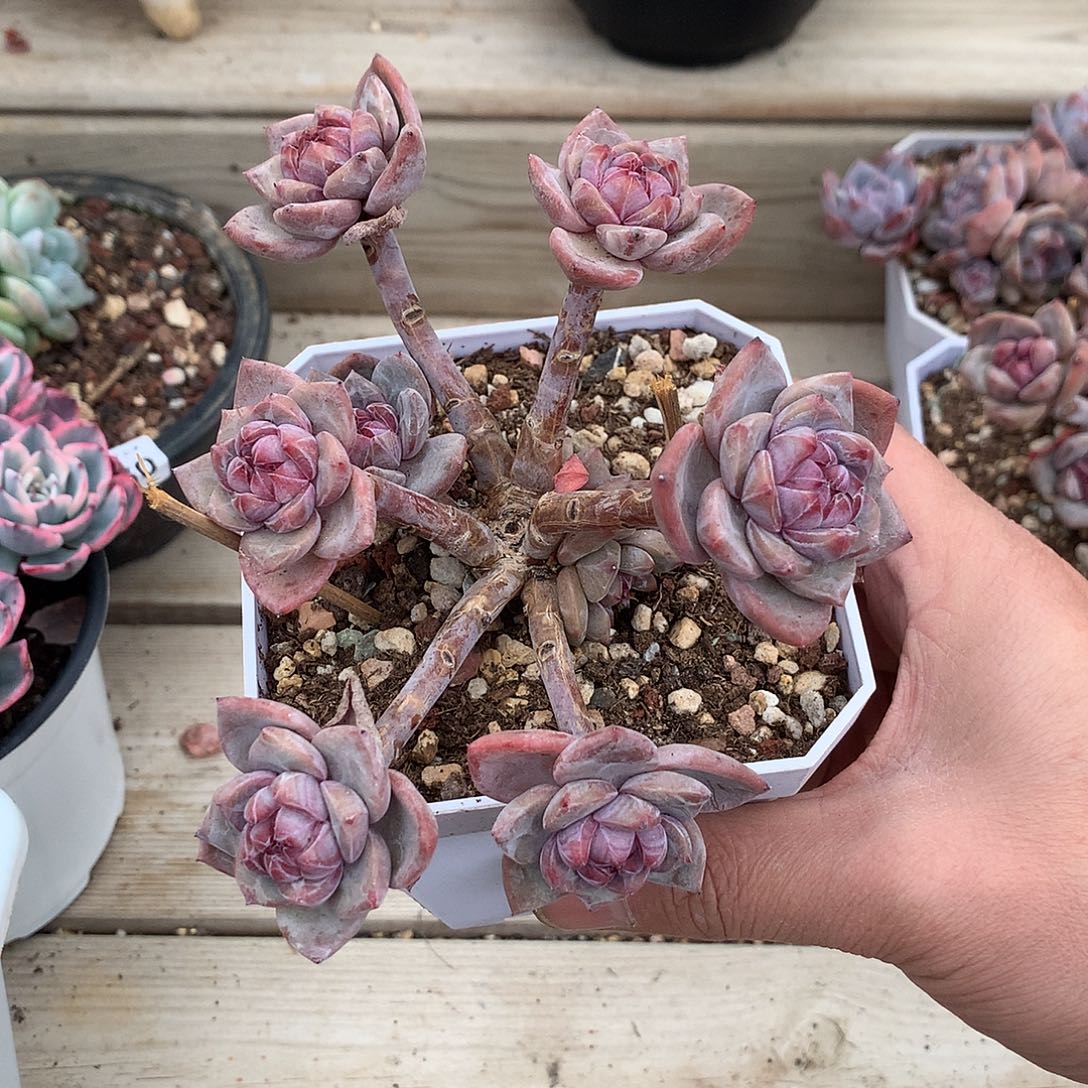 117石榴籽星影摘心群14厘米