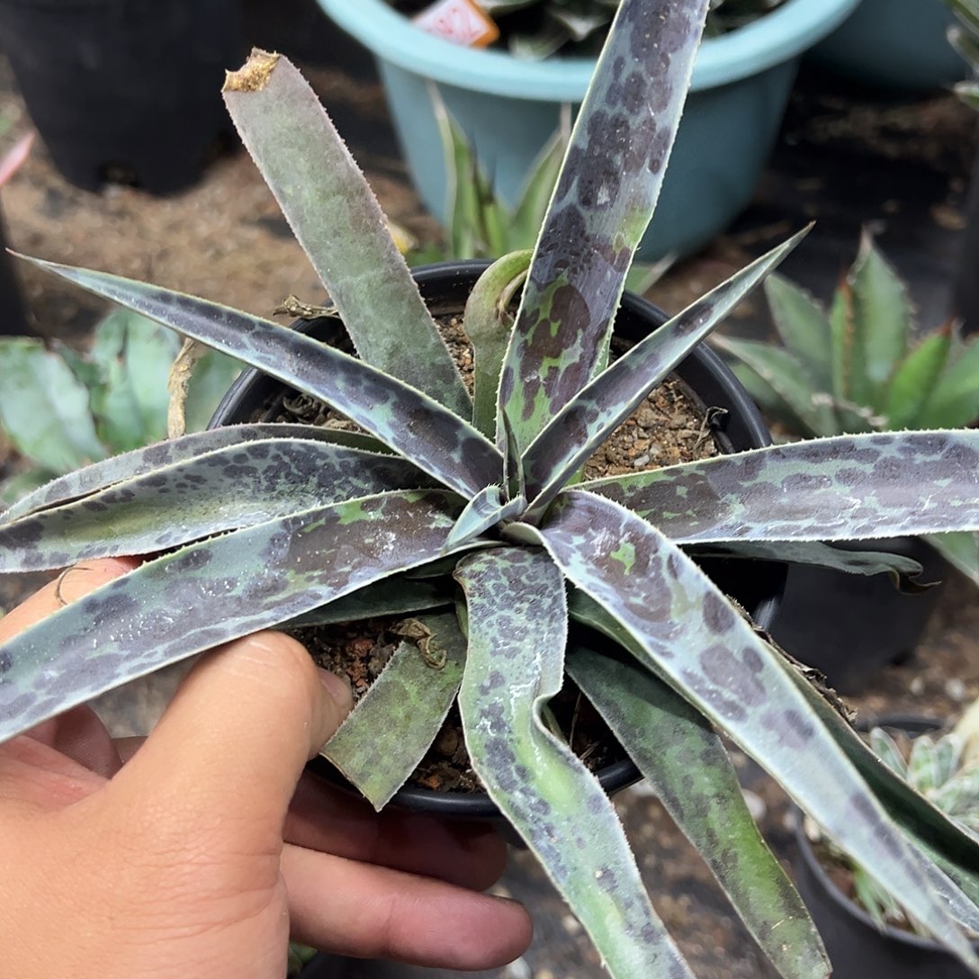 月夜龙舌兰血雨月光
