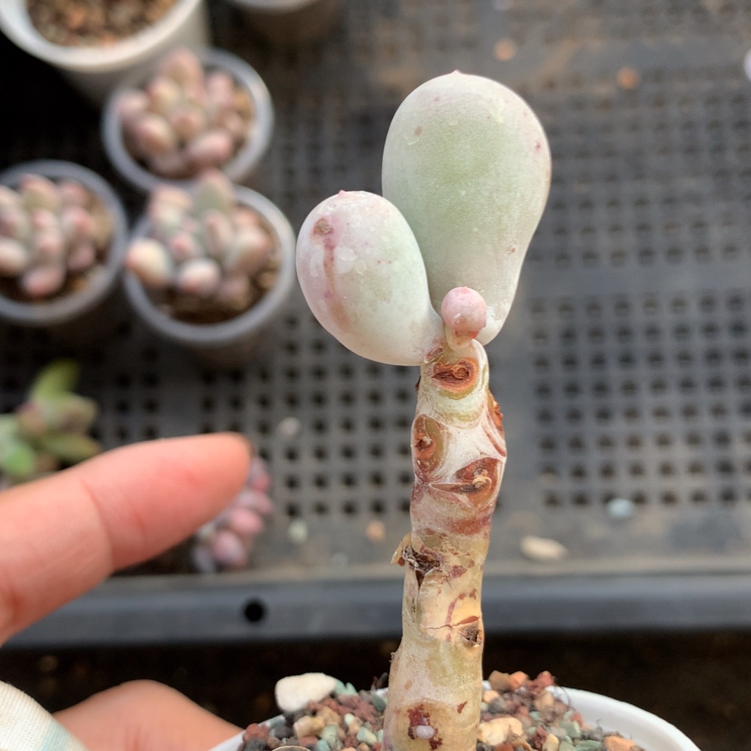 瑕疵，不售后，不满28发叶片一片，发到付
