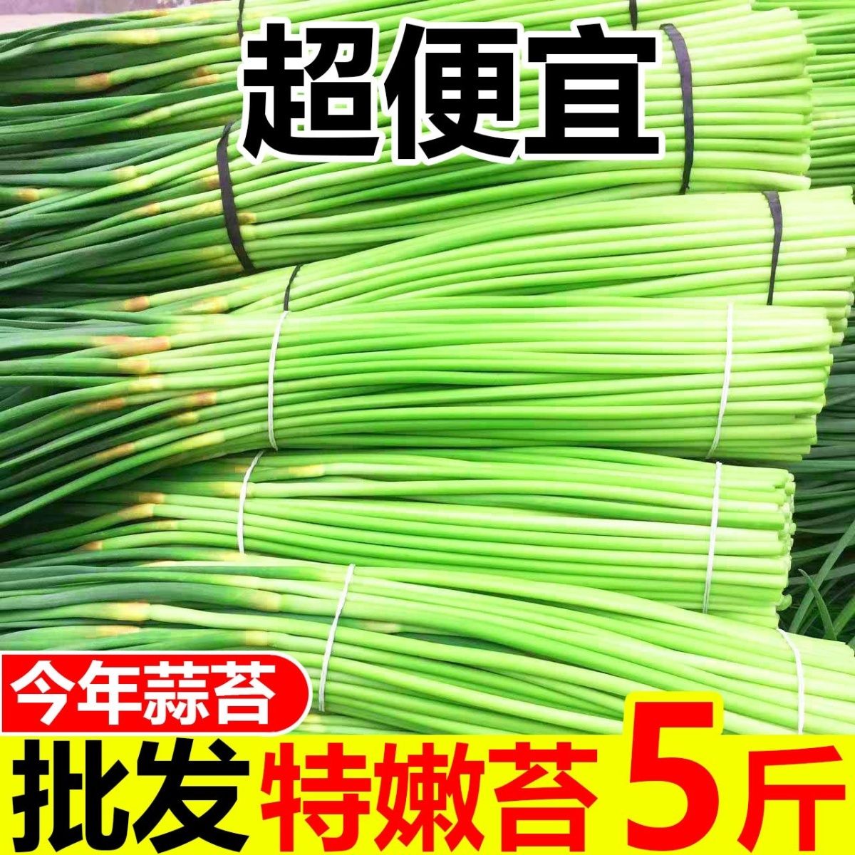 农家自种红帽蒜苔现摘现发不泡药新鲜脆嫩厨房必备菜品