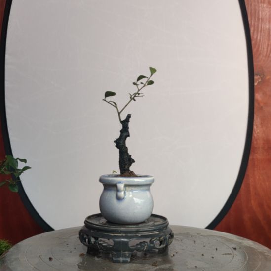 当前无花栽培后可以开花粗度1.5公分，介意小勿拍