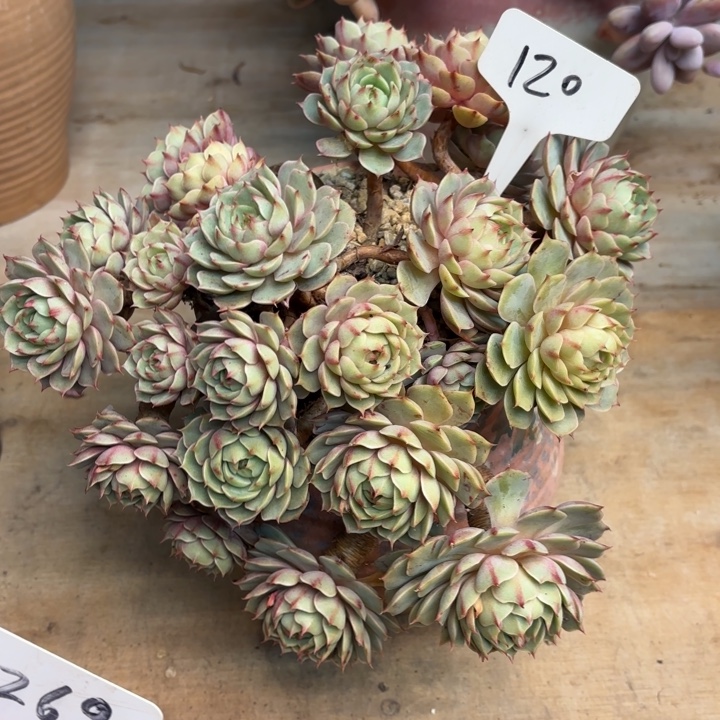 多肉植物，笨吧蒂斯120号