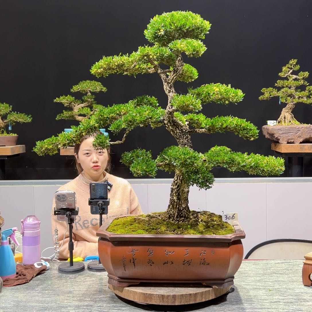 四季常青老桩黄杨盆景