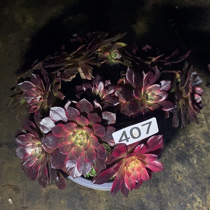 百**衣烟花多肉407多肉不包断