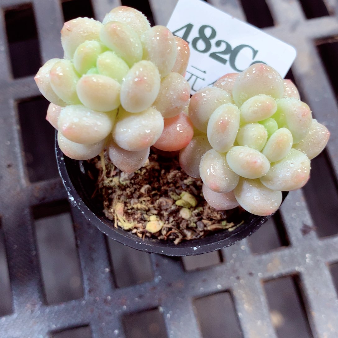 5厘米盆精控多肉482