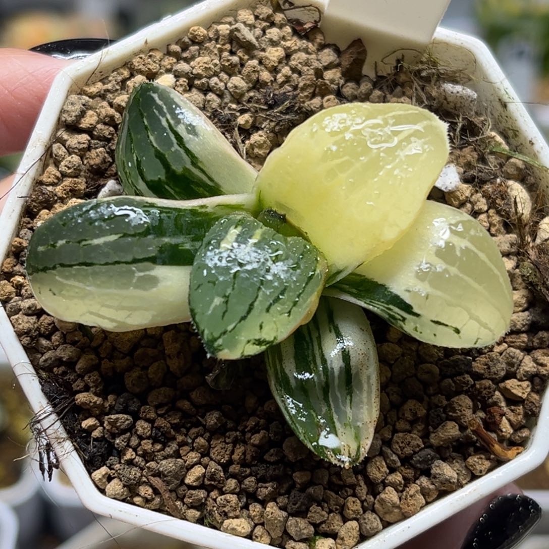 34史扑锦福利专场