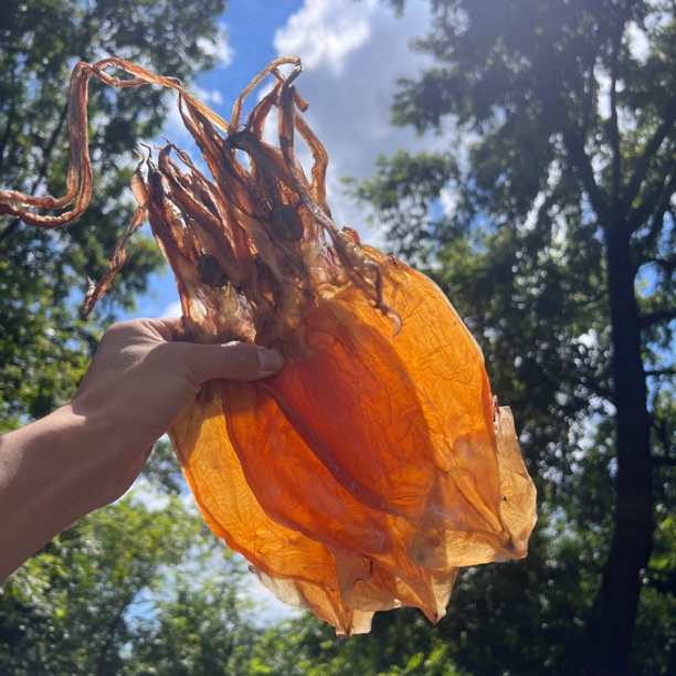 【特大淡鱿鱼干】做菜炖汤专用鱿鱼干新鲜天然海鲜干货大鱿鱼干炒菜