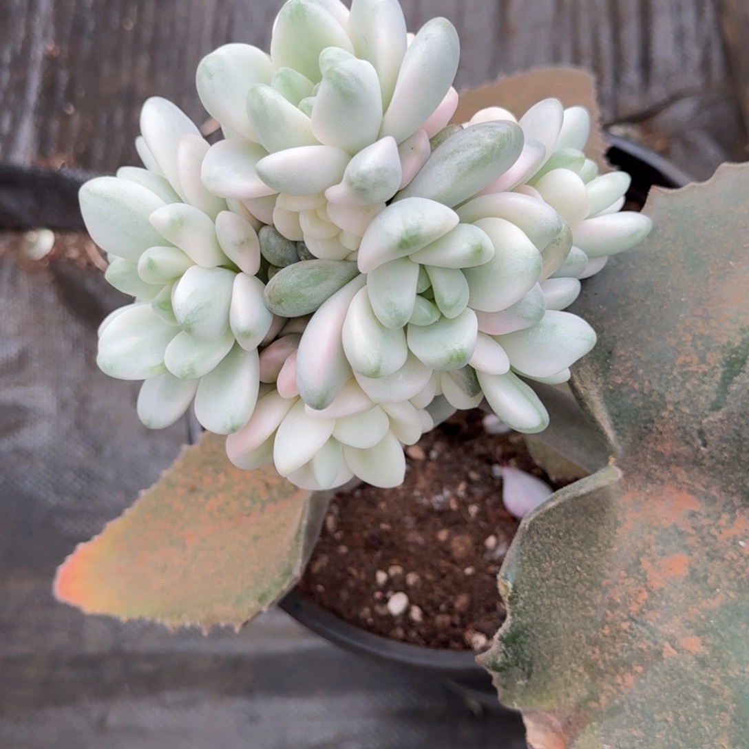 雅***鱼花瓣路锦多肉植物