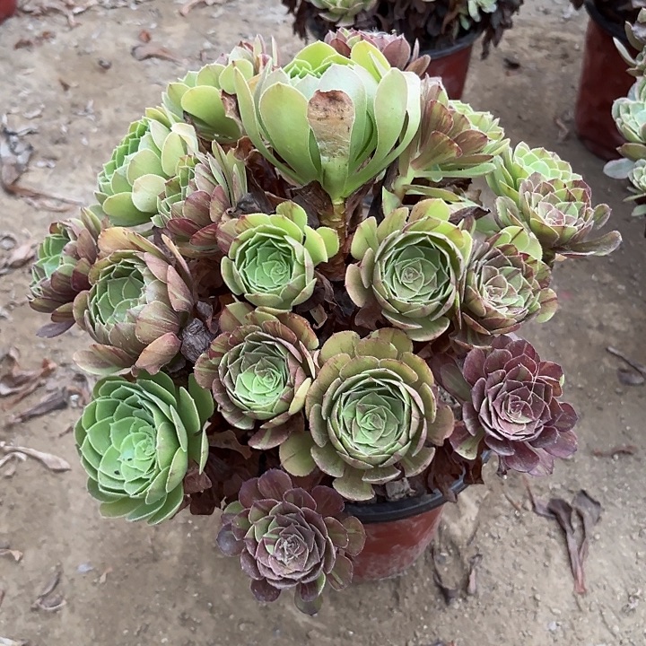 多肉植物法师花月夜9