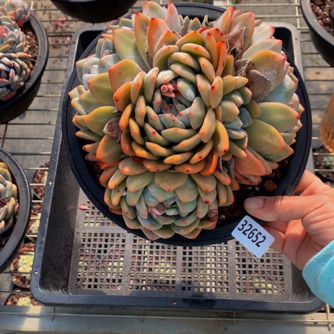 32652嗯嗯嗯哦好