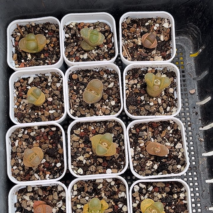 脱土发，满28包邮。12颗风铃单头1