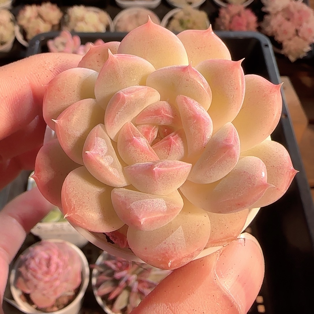 多肉1127-83白桃汽水