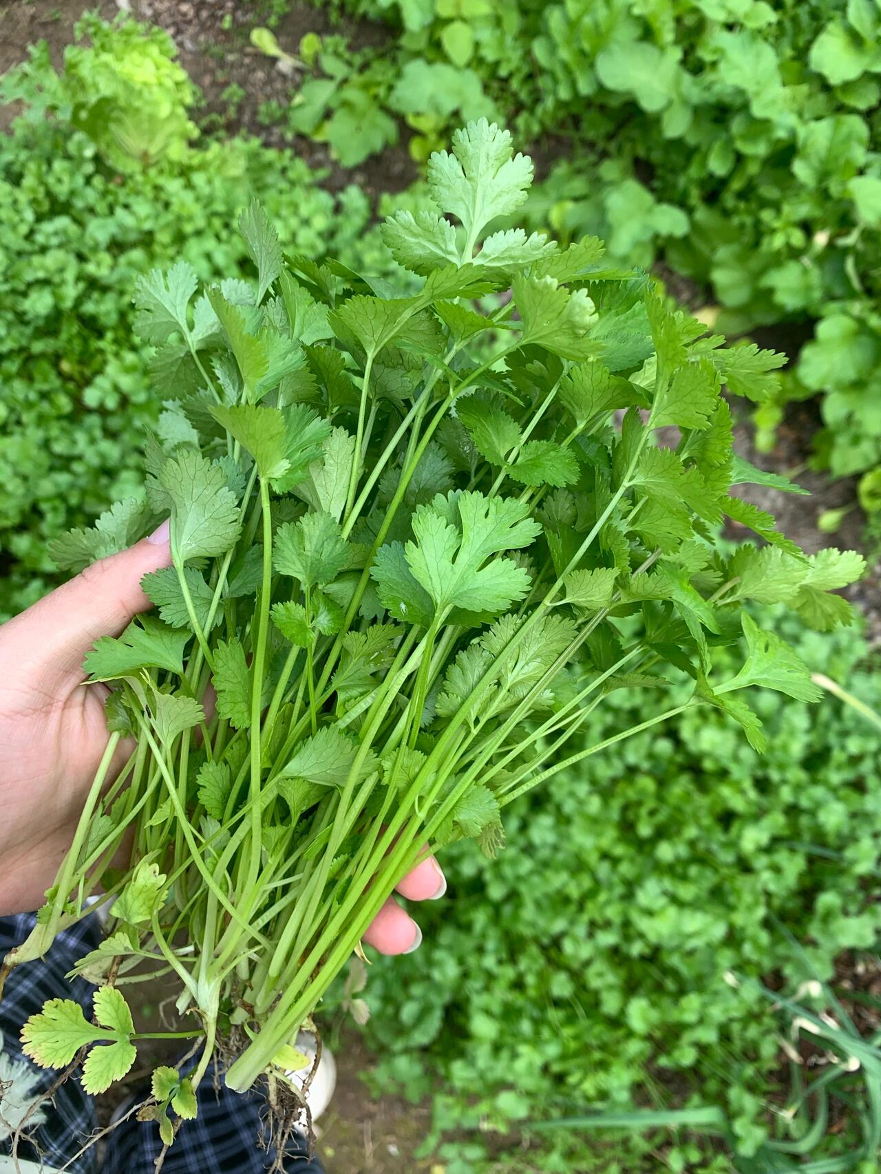 农家小菜园小菜 小香葱 香菜农民自己家里园子里的小菜