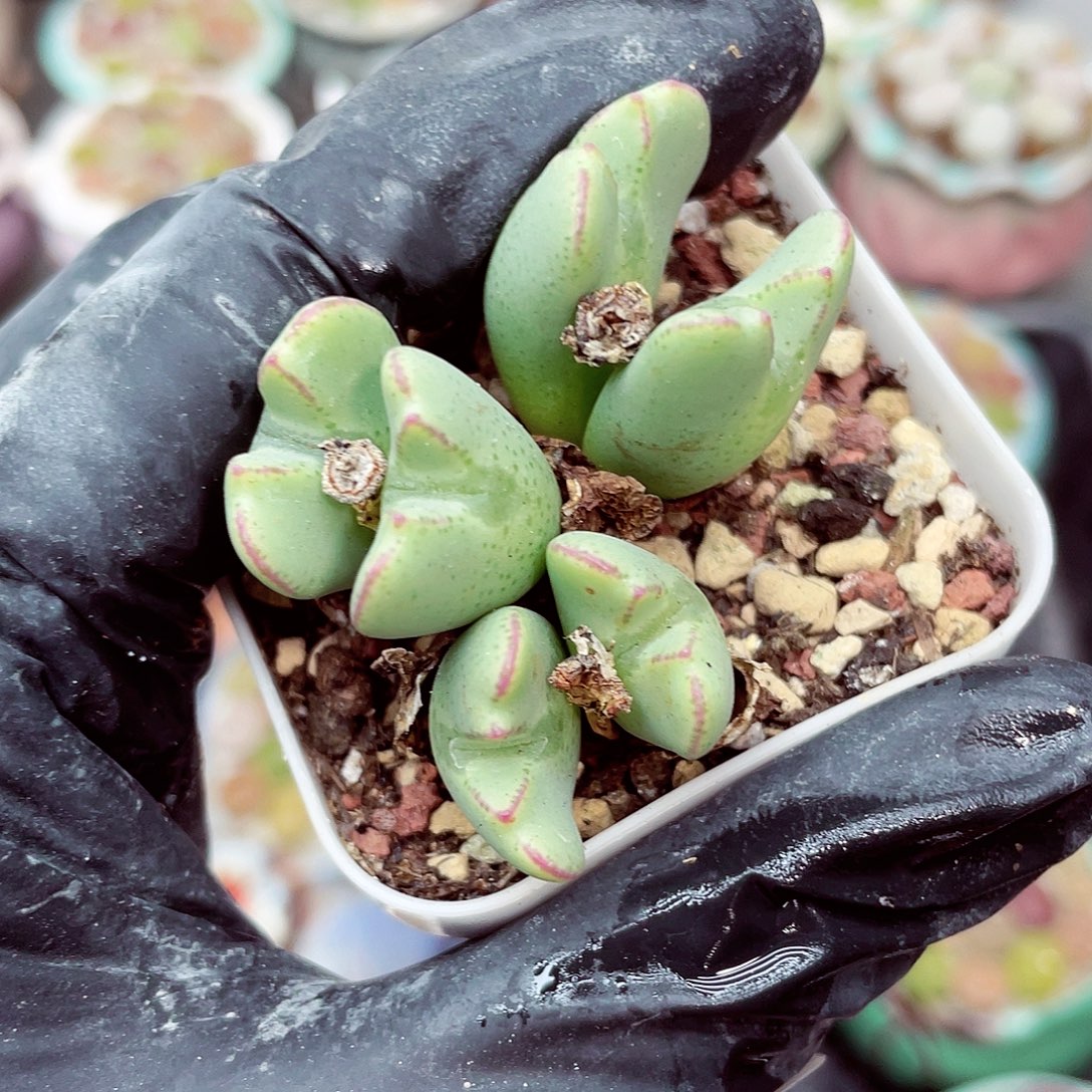生石花满18包邮0923-228