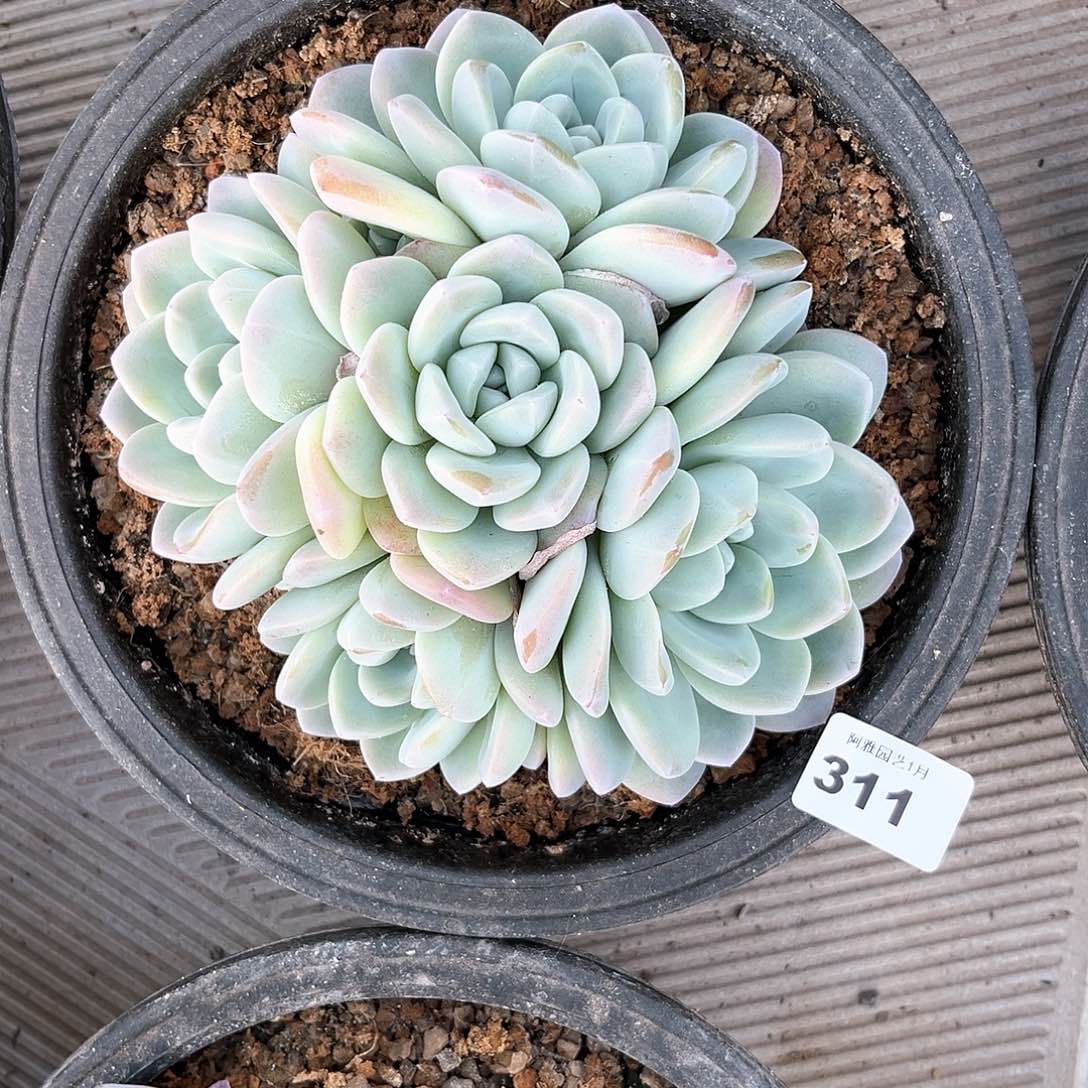 阿雅园艺。              311