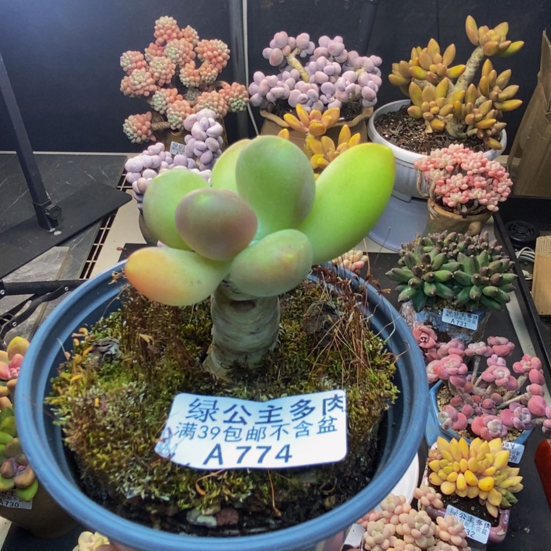 774芒果奶多肉4c m
