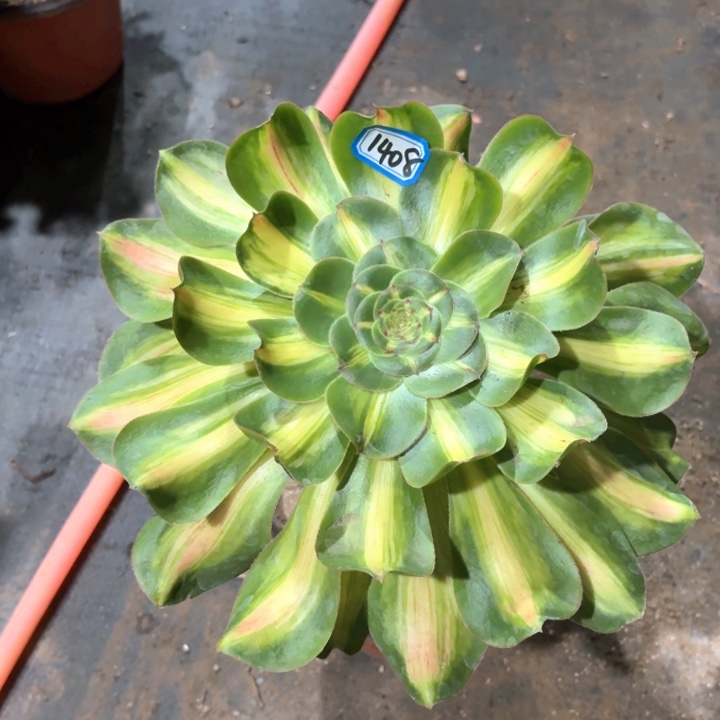 暴君法师老桩长腿1408