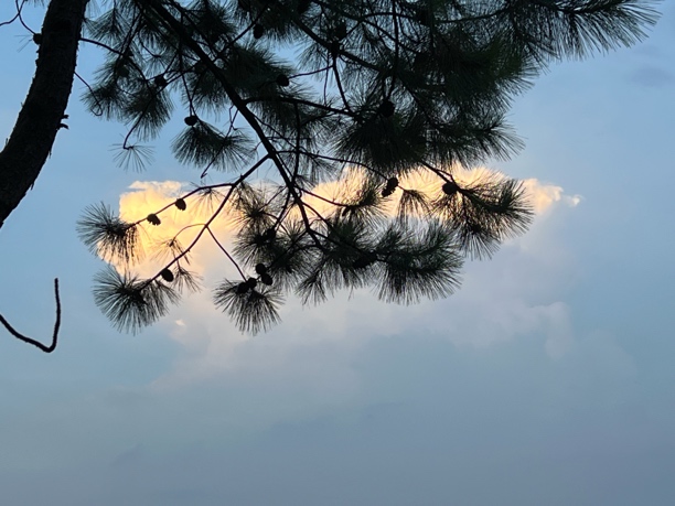 多肉植物枝干番杏加热包零下8-20度左右拍