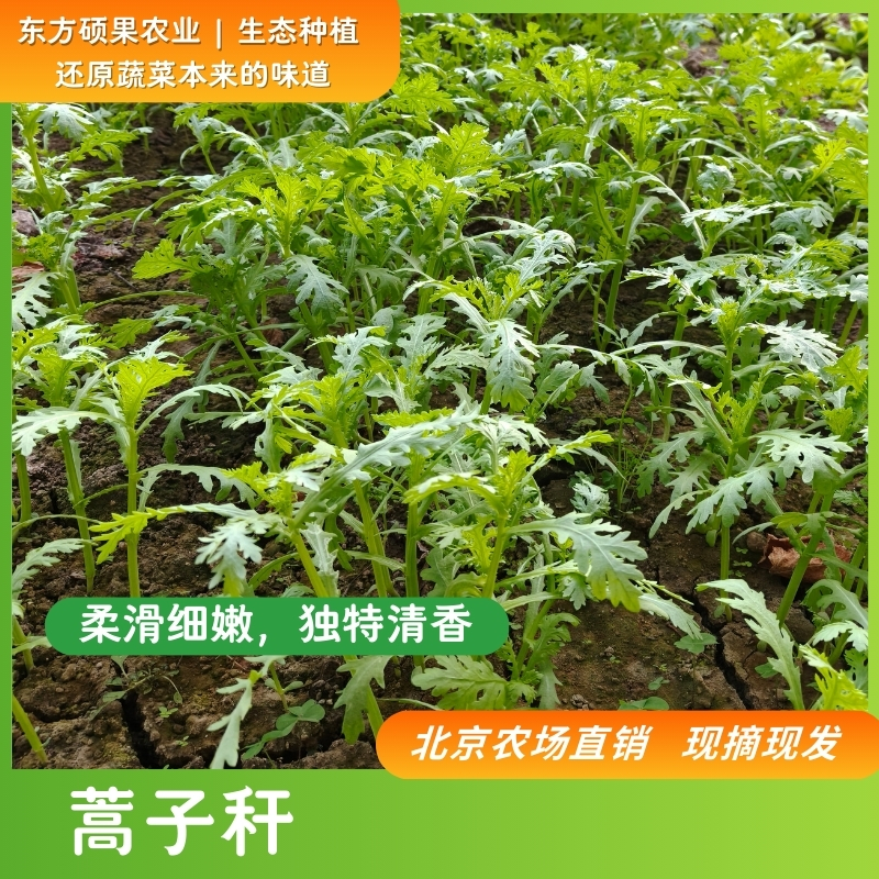 次日达【东方硕果】 暖棚菜蒿子秆，现摘现发，2斤包邮 随机多送1斤菜