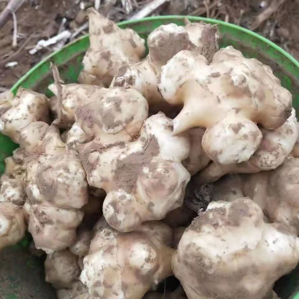 江西鄱阳五斤洋姜新鲜现挖鬼子姜姜农家自种新洋姜新鲜腌菜用