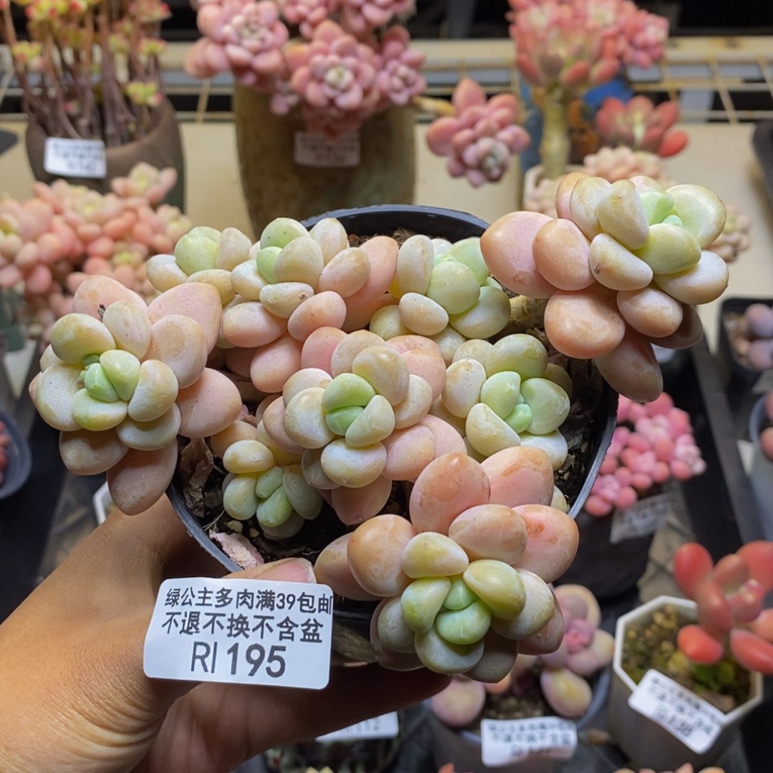 195橘子香水多肉9c m