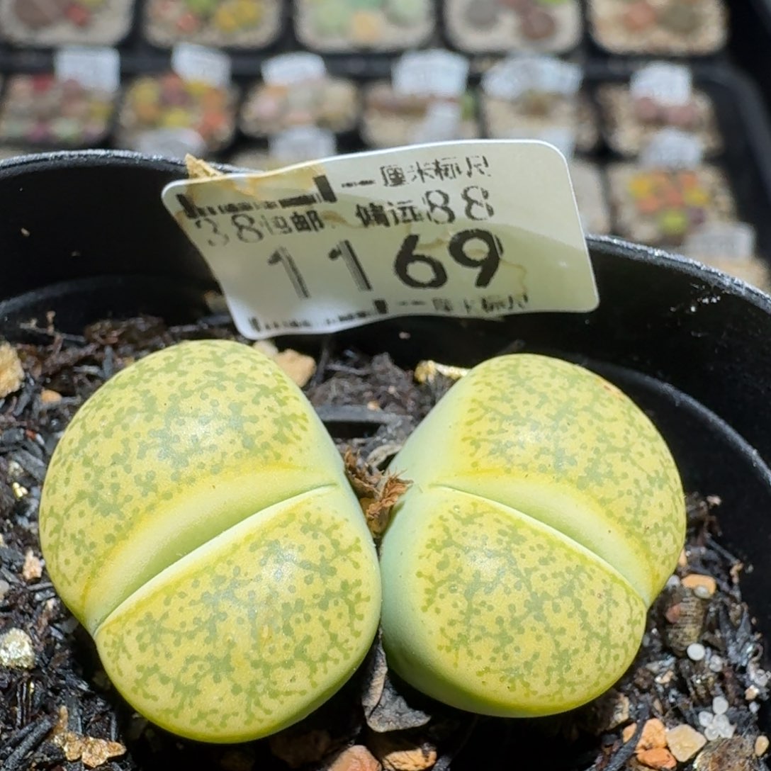 zzzz生石花肉锥1169