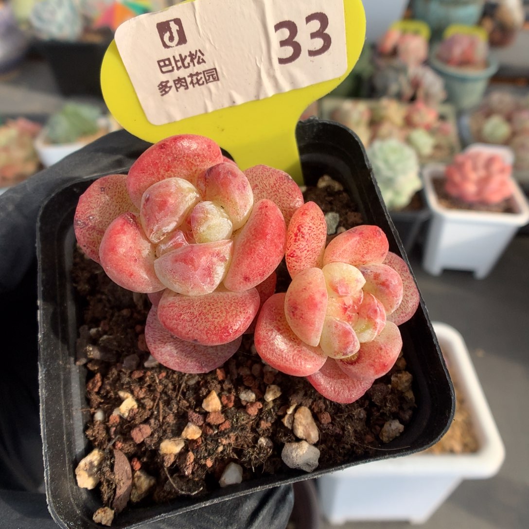 33 冰玉石化多肉多肉