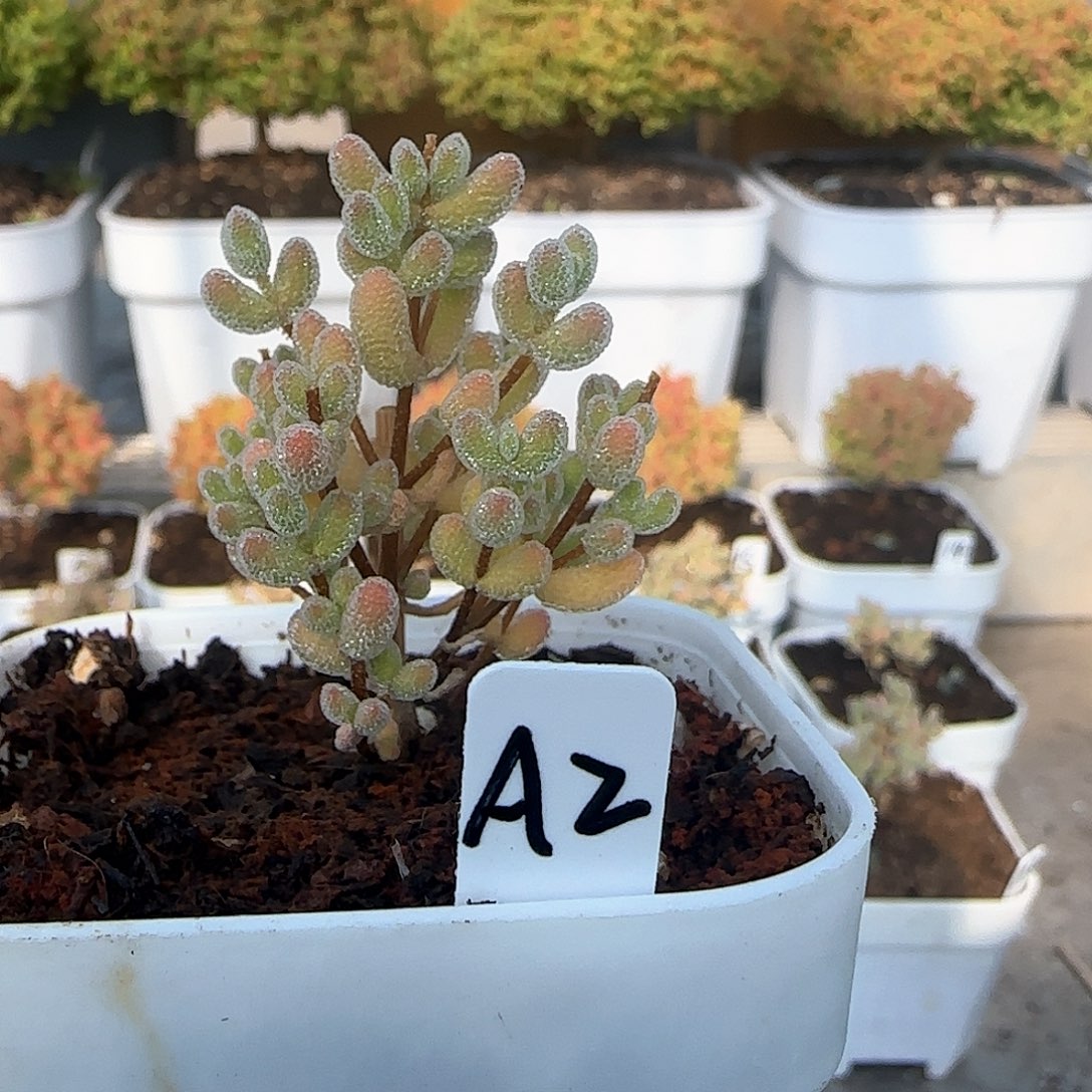 福利价实生粉冰晶