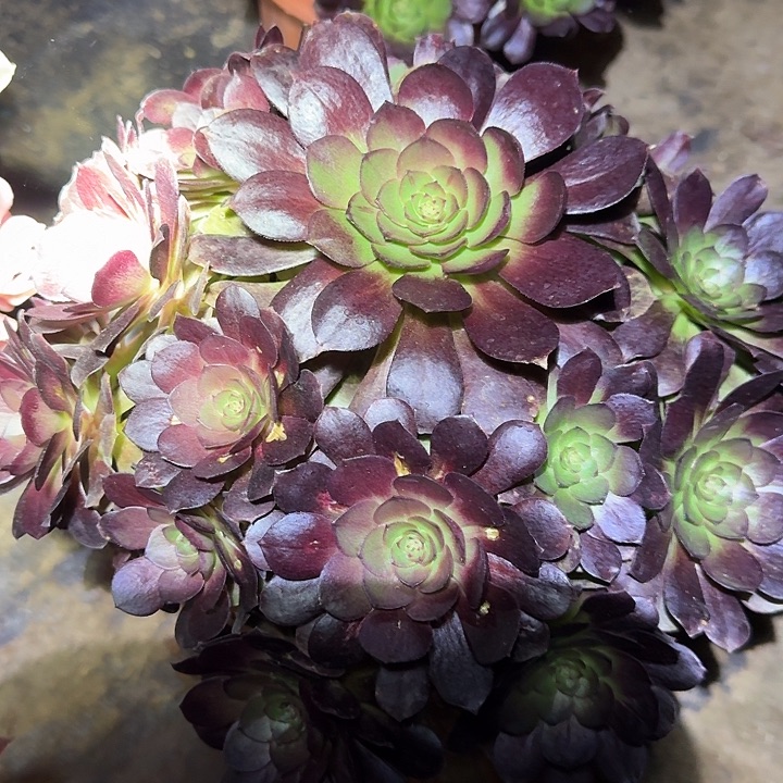 精品桃花石捧花亏本福22