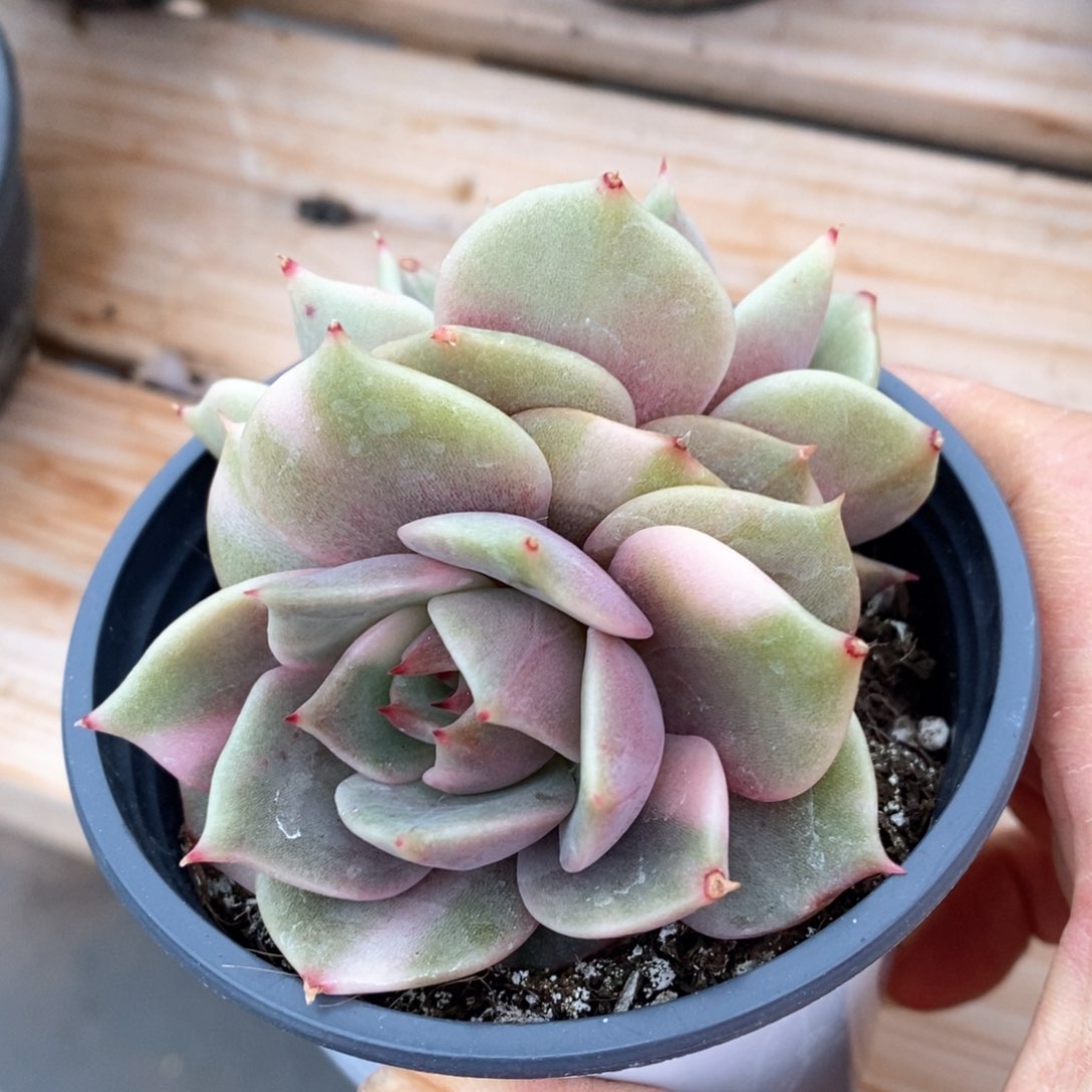 精品多肉一物一拍不包整343