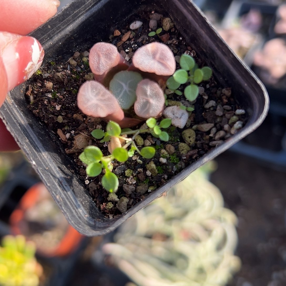 多肉植物万象单头