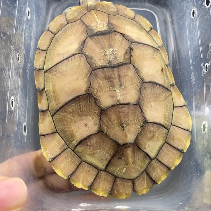 巴西彩龟母6666666