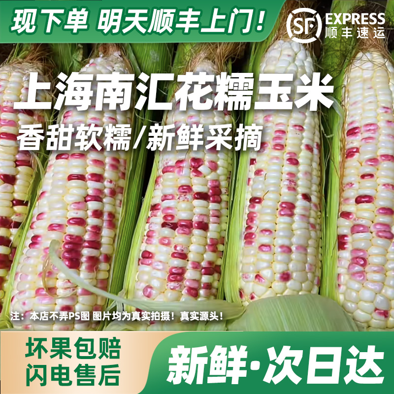 【次日到】南汇花糯玉米香甜软糯鲜甜可口新鲜头茬现摘现发有坏必赔顺丰包邮上门带箱发货3.2斤~9.5斤上海市