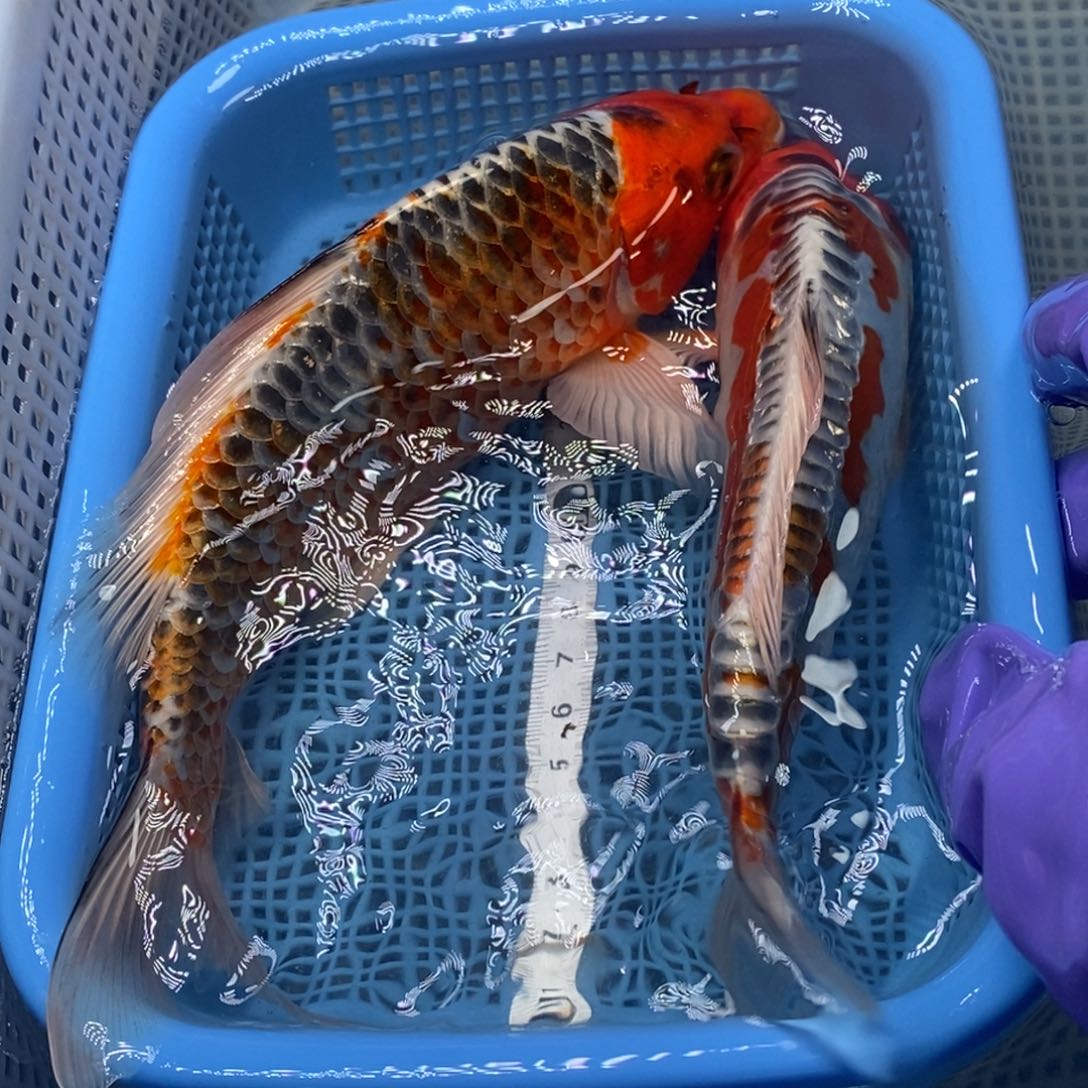 锦鲤冷水锦鲤包邮
