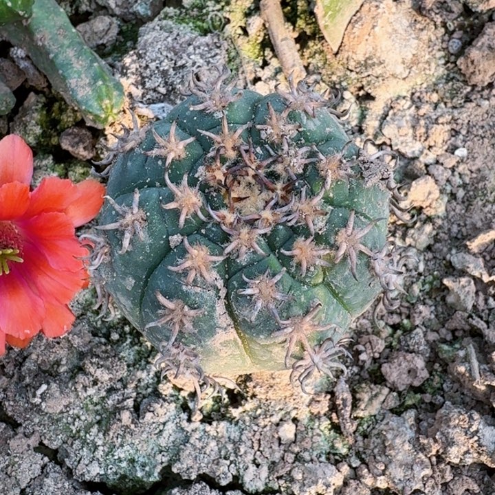 903苗接猫爪仙人球