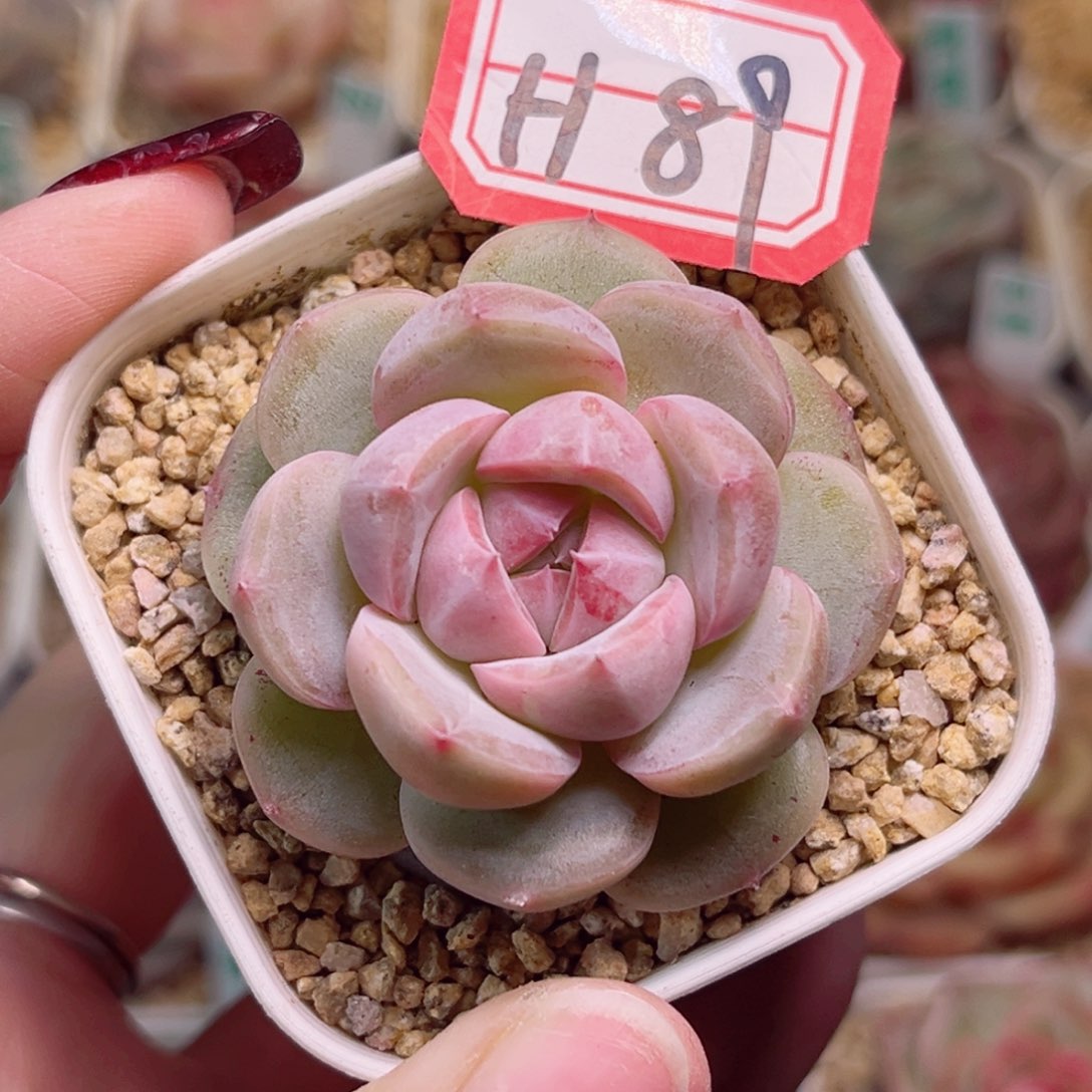 H89一物一拍 润雨