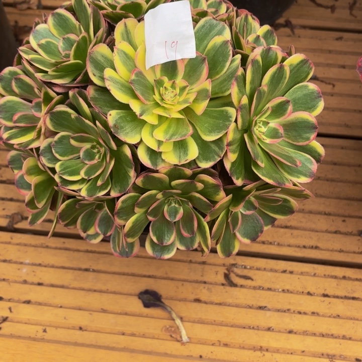 云南海神回来19号