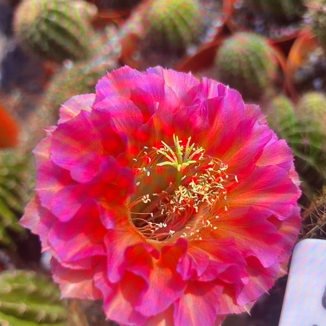 彩草新品k69带根7公分左右