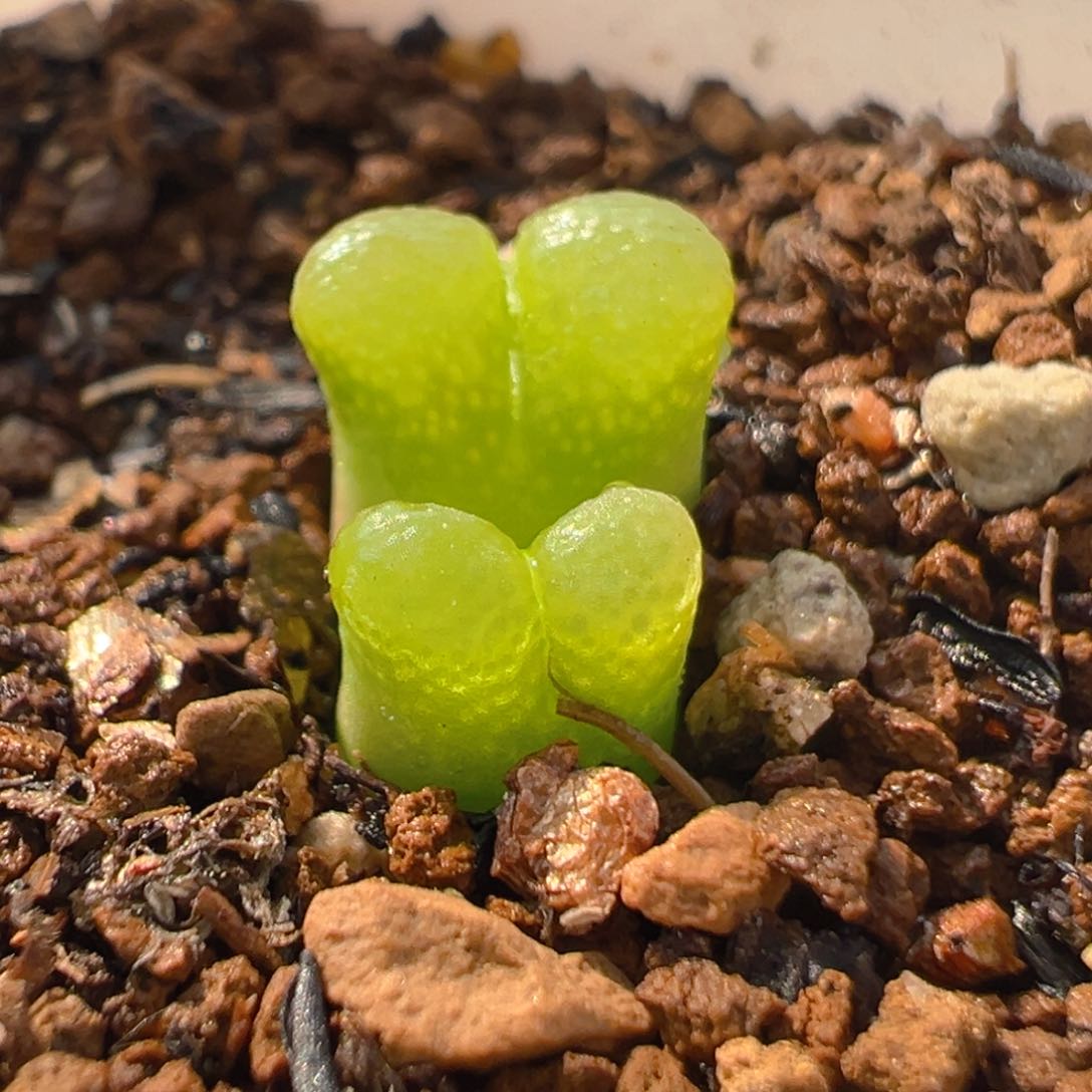 68多肉植物百科樱花1453.9