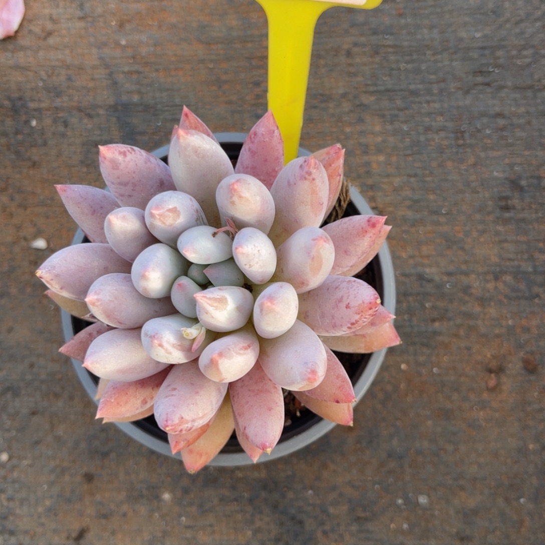 云尘多肉一物一拍1162，