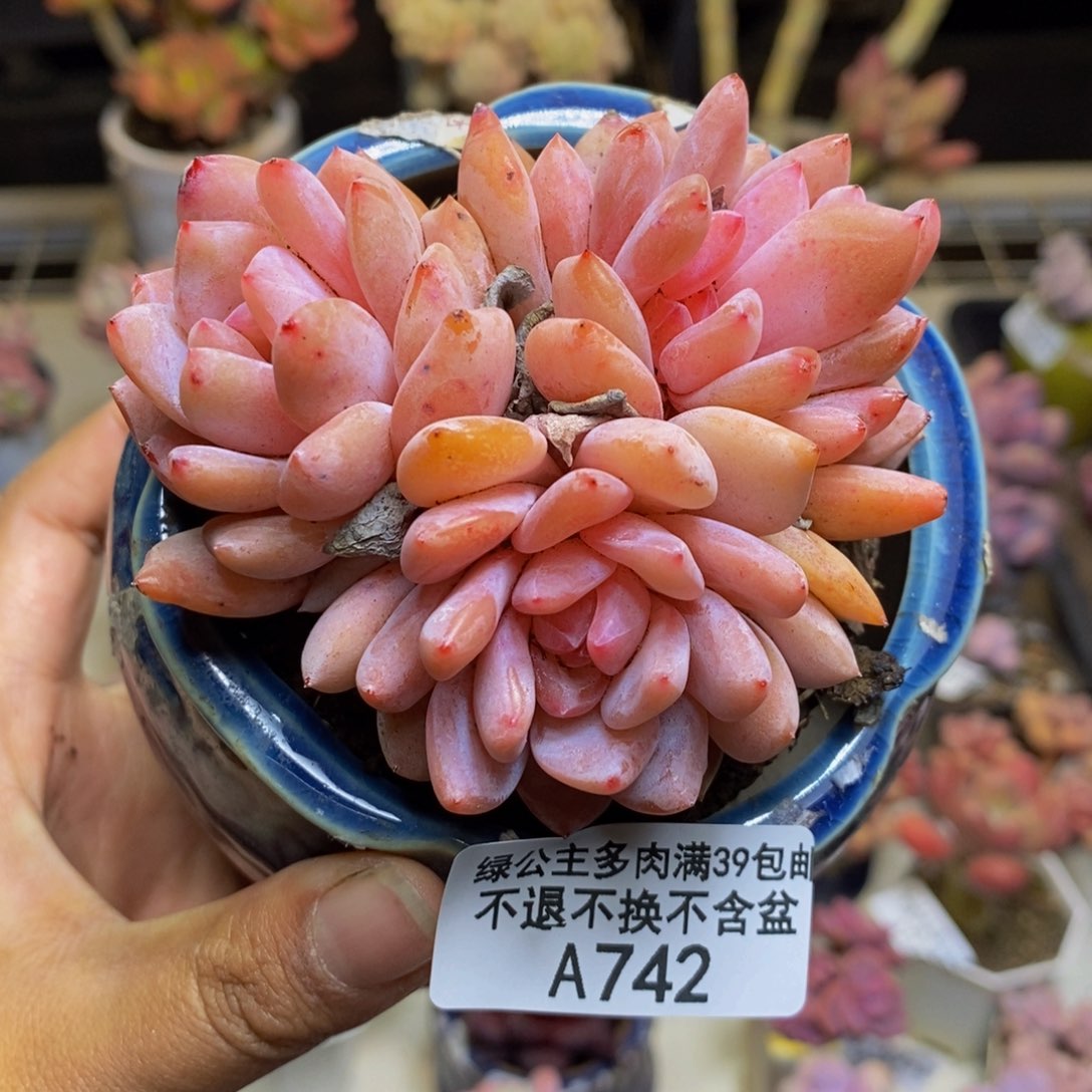 742橙梦露多肉8c m