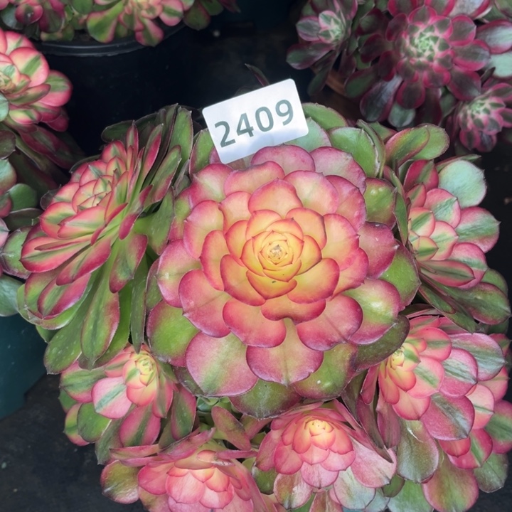 『***』荔枝特价多肉发货