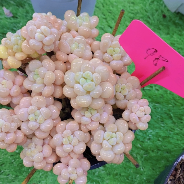 开心多肉，开开心心