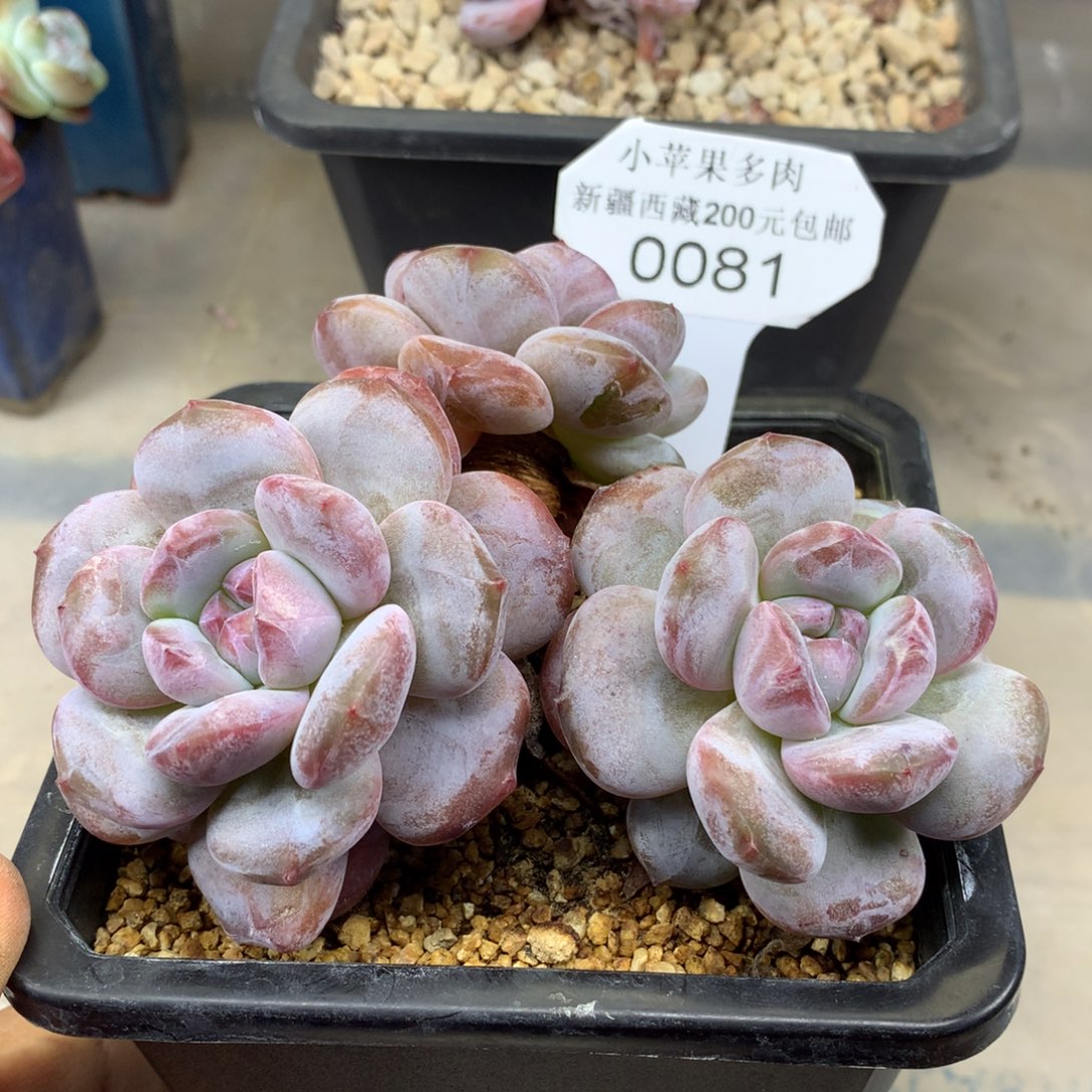 粉底紫心081/12cm3头