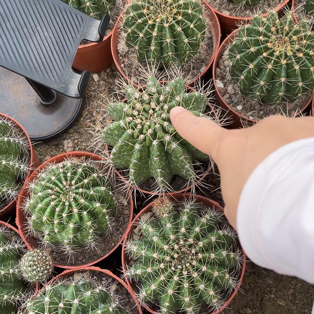 彩草羽毛系列8-9公分