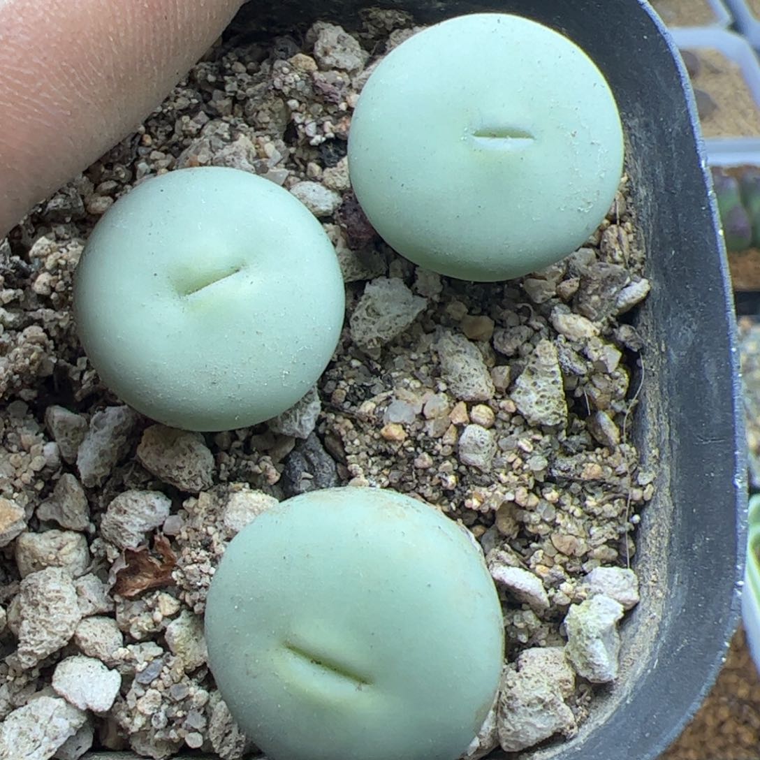 大家过年好22700